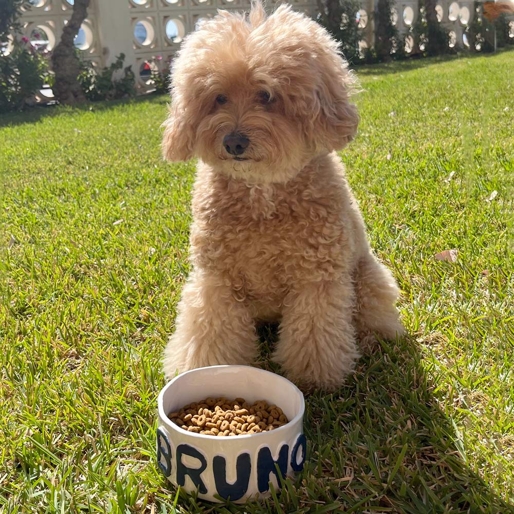 Comedero para perros